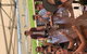 Small-Group Guided Yarra Valley Winery Tour With Wine Tasting - thumb 14