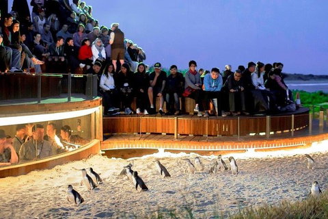 Phillip Island Medium Size Group Tour - Lennox Head Accommodation 1