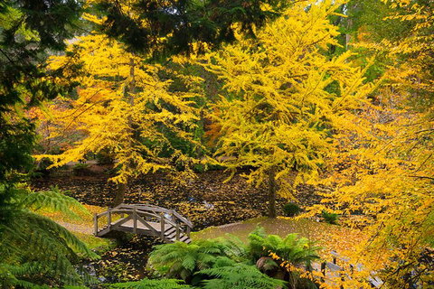 Dandenong Ranges & Puffing Billy - Lennox Head Accommodation 1