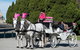 Melbourne Horse Drawn Carriages Ultimate Romance 1 Hour Tour - thumb 0