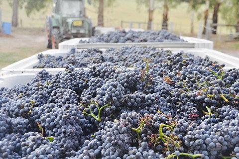 Luxury Chauffeured Yarra Valley Wine Tour With Lunch - For 2 - Lennox Head Accommodation 6