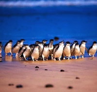 Private Tour Phillip Island Full-Day Penguins PLUS - Lennox Head Accommodation