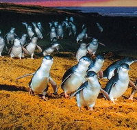 Private Tour Phillip Island Half-Day with Ranger Guided Viewing for 4 Guests - Lennox Head Accommodation