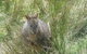 Leven Canyon Day Trip Including Wings Wildlife Park Or Gunns Plains Caves From Devonport, Ulverstone Or Burnie - thumb 0