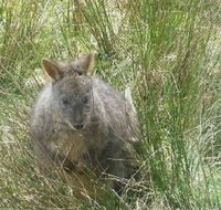 Leven Canyon Day Trip Including Wings Wildlife Park or Gunns Plains Caves from Devonport Ulverstone or Burnie - Lennox Head Accommodation