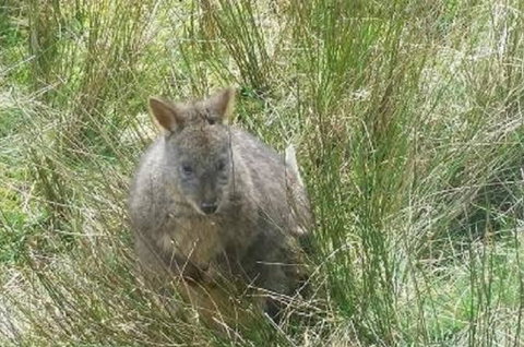 Leven Canyon Day Trip Including Wings Wildlife Park Or Gunns Plains Caves From Devonport, Ulverstone Or Burnie - Lennox Head Accommodation 0