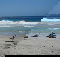 Kangaroo Island in a Day Tour from Adelaide - Lennox Head Accommodation