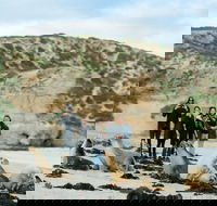 Small-Group Kangaroo Island 4WD Tour from Adelaide - Lennox Head Accommodation