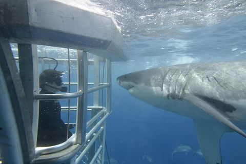 White Shark Tour With Optional Cage Dive From Port Lincoln - Lennox Head Accommodation 1