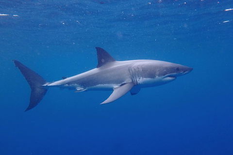 White Shark Tour With Optional Cage Dive From Port Lincoln - Lennox Head Accommodation 5
