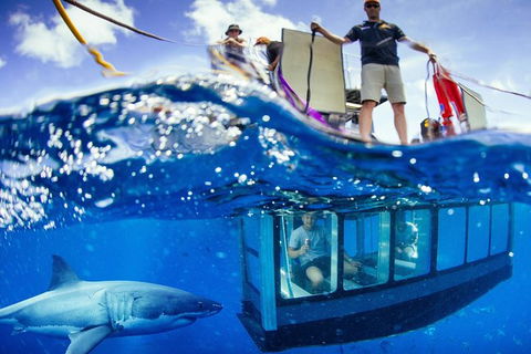 White Shark Tour With Optional Cage Dive From Port Lincoln - Lennox Head Accommodation 3