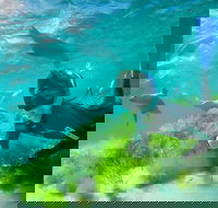 Half-Day Sea Lion Snorkeling Tour from Port Lincoln - Lennox Head Accommodation