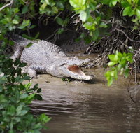 Whitsunday Crocodile Safari including Lunch - Lennox Head Accommodation