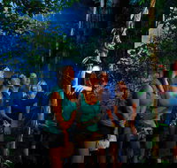 Daintree Rainforest Night Walk from Cape Tribulation - Lennox Head Accommodation
