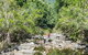 Whitsunday Segway Rainforest Discovery Tour - thumb 10