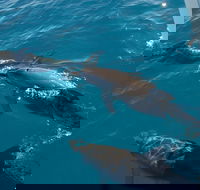 Fraser Island  Dolphin Sailing Adventure - Lennox Head Accommodation