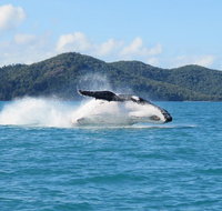 Whitsundays Whale Watching Cruise from Airlie Beach - Lennox Head Accommodation