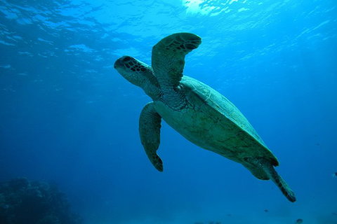 Great Barrier Reef Dive And Snorkel Cruise From Mission Beach - Lennox Head Accommodation 7