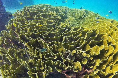 Great Barrier Reef Dive And Snorkel Cruise From Mission Beach - Lennox Head Accommodation 5