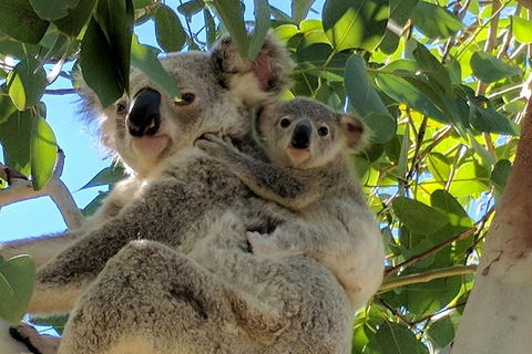 Magnetic Island Tour: Maggie Comprehensive - Lennox Head Accommodation 4
