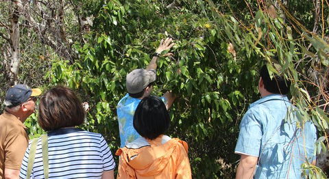 Magnetic Island Tour: Maggie Comprehensive - Lennox Head Accommodation 6