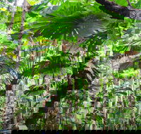 Cape Tribulation Daintree Rainforest and Wildlife Tour - Lennox Head Accommodation