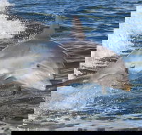 Noosa Oceanrider Scenic Dolphin Safari - Lennox Head Accommodation