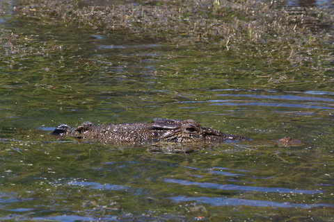 Kakadu, Nourlangie And Yellow Waters Tour From Darwin - Lennox Head Accommodation 16