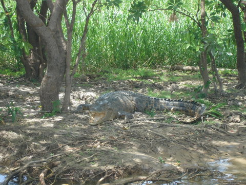Kakadu, Nourlangie And Yellow Waters Tour From Darwin - Lennox Head Accommodation 21