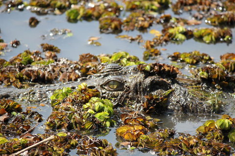 Kakadu, Nourlangie And Yellow Waters Tour From Darwin - Lennox Head Accommodation 17