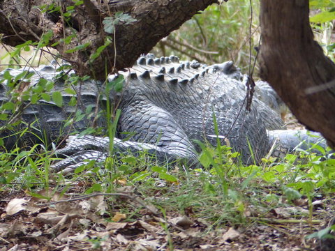 Kakadu, Nourlangie And Yellow Waters Tour From Darwin - Lennox Head Accommodation 13