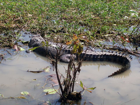 Kakadu, Nourlangie And Yellow Waters Tour From Darwin - Lennox Head Accommodation 19