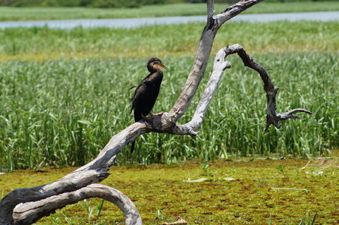 Kakadu, Nourlangie And Yellow Waters Tour From Darwin - Lennox Head Accommodation 2