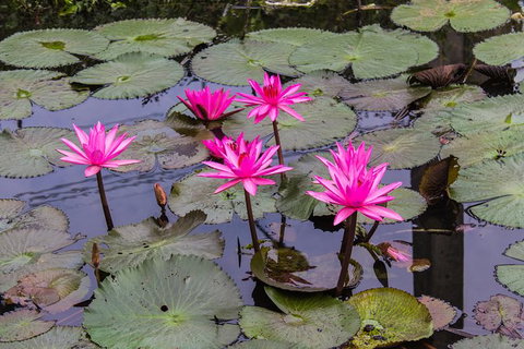 Kakadu, Nourlangie And Yellow Waters Tour From Darwin - Lennox Head Accommodation 37