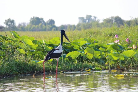 Mary River Wetlands Helicopter And Airboat Adventure From Darwin - Lennox Head Accommodation 4