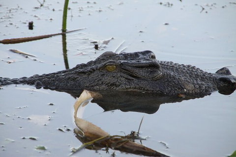 Darwin To Katherine Day Trip By Air Including Nitmiluk (Katherine) Gorge Cruise - Lennox Head Accommodation 3