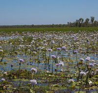230pm Safari Cruise 1.5 Hours - Lennox Head Accommodation