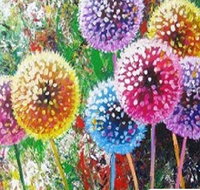 Dandelions - Six Tanks 3.00-5.00pm - Lennox Head Accommodation