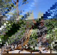 Private Shoalhaven Zoo Experience from Sydney - Lennox Head Accommodation