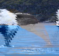 Whale Watching Jervis Bay - Lennox Head Accommodation