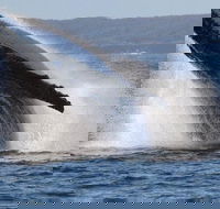 Jervis Bay Whale Watching Tour - Lennox Head Accommodation