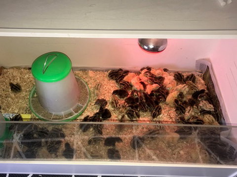 Meet The Animals - Lennox Head Accommodation 2