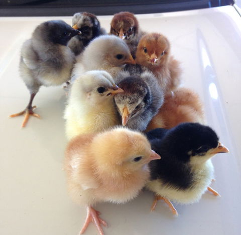 Meet The Animals - Lennox Head Accommodation 1