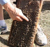 Bees on Keswick Island - Lennox Head Accommodation
