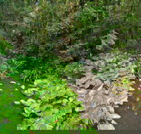 Brindle Creek Walking Track - Lennox Head Accommodation