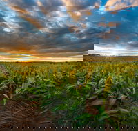 Capella - Lennox Head Accommodation