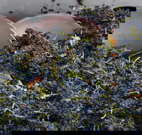 Coldstream - Lennox Head Accommodation