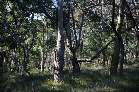 Green's Bush Long Circuit Walk - Lennox Head Accommodation 0