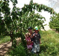 Harben Vale Pick Your Own Cherries