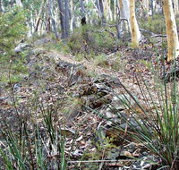 Historic Water Race Walking Track - Lennox Head Accommodation